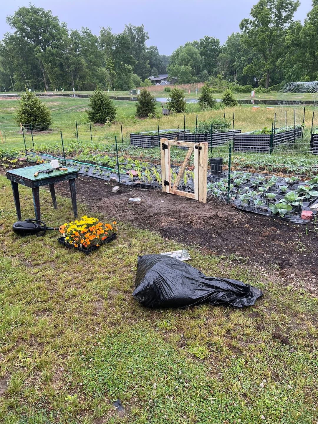 Vegetable garden with wooden gate, colorful flowers, and black tarp on the ground.