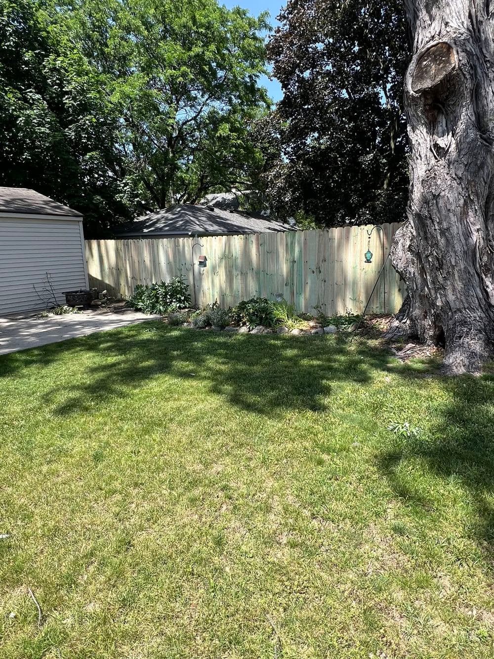 Lush green lawn with a privacy fence and trees in a residential backyard setting.